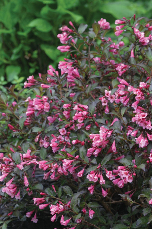 Weigela Florida 'fine Wine' - View 1 from www redcrocus com