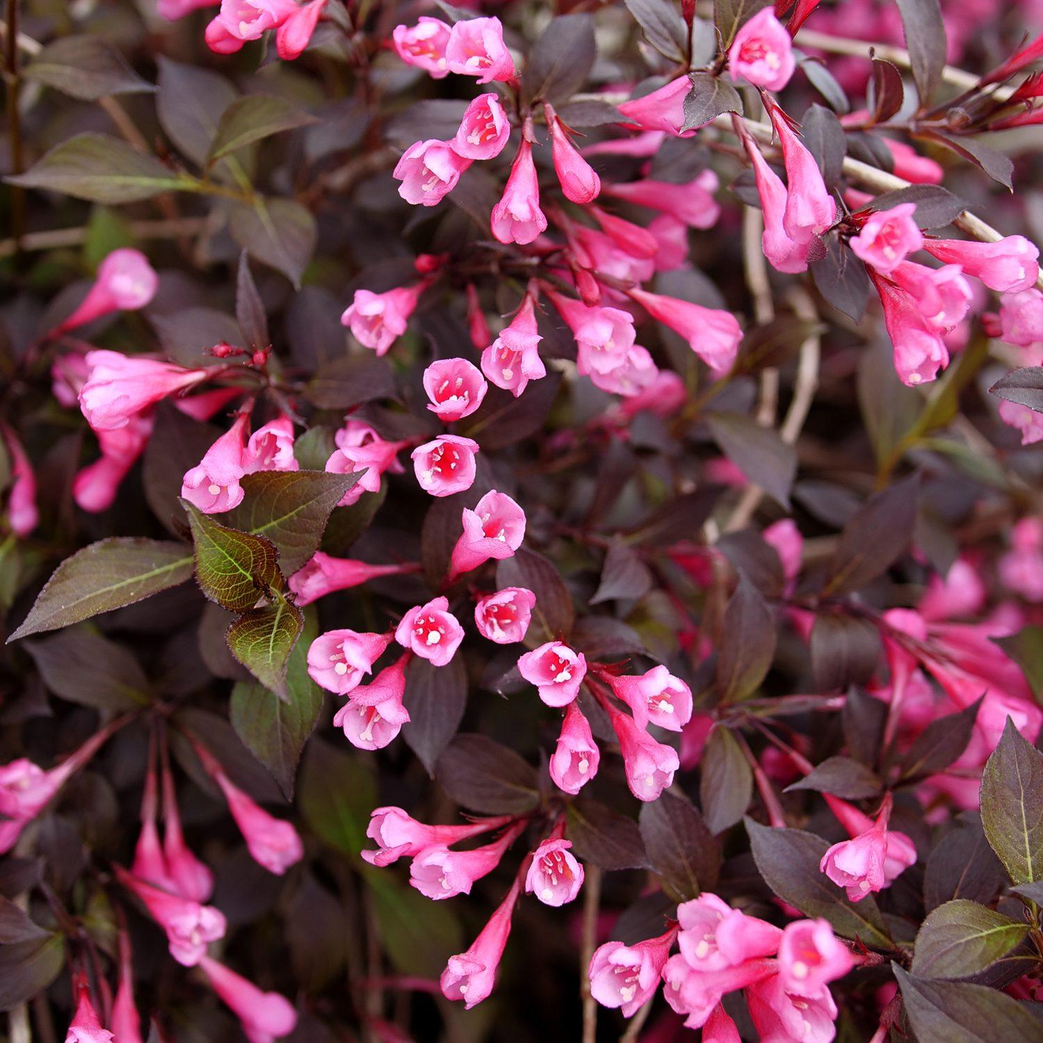 Weigela Florida 'fine Wine' - View 3 from www redcrocus com