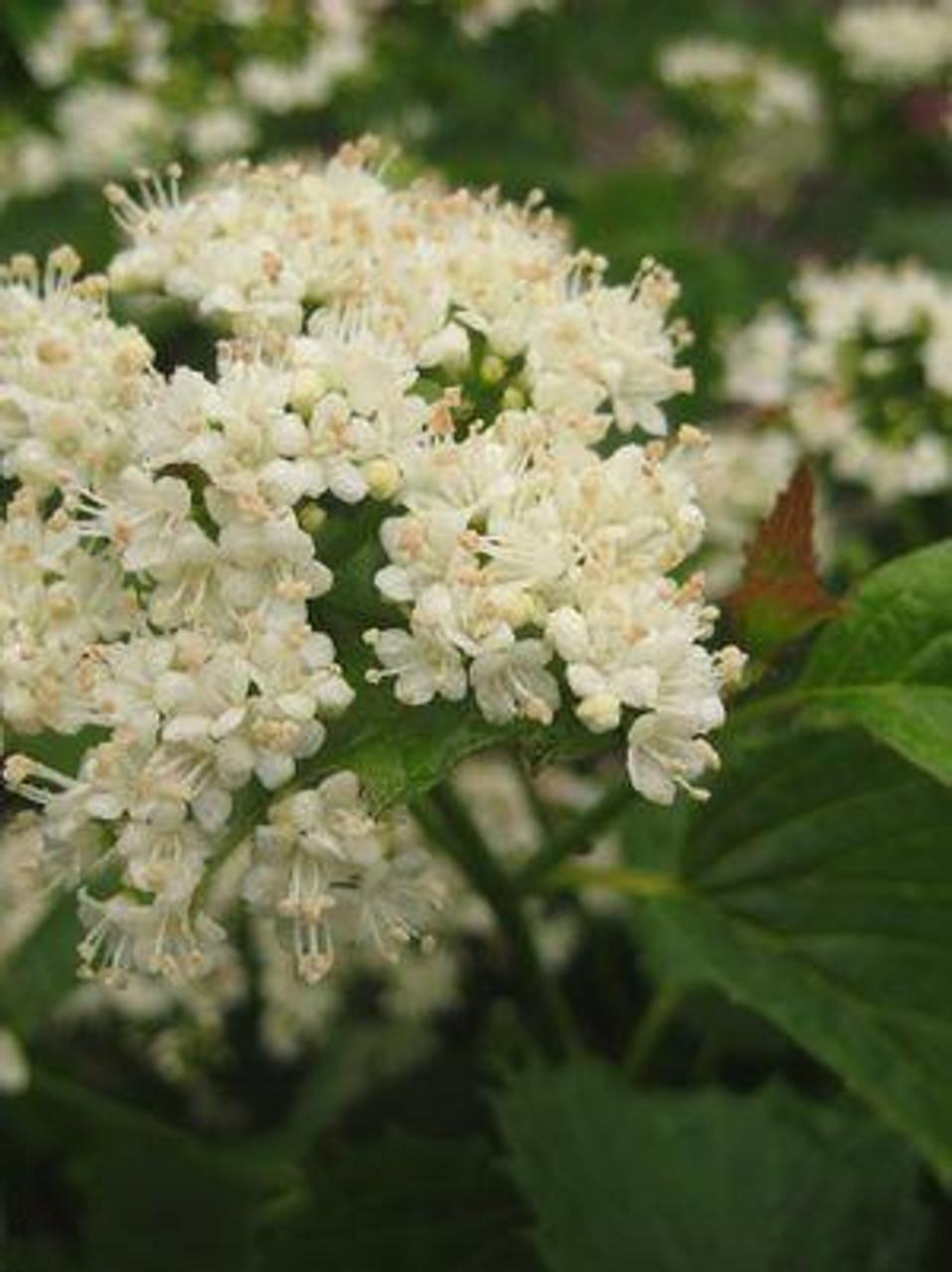 Viburnum Dentatum Blue Muffin - View 12 from www redcrocus com
