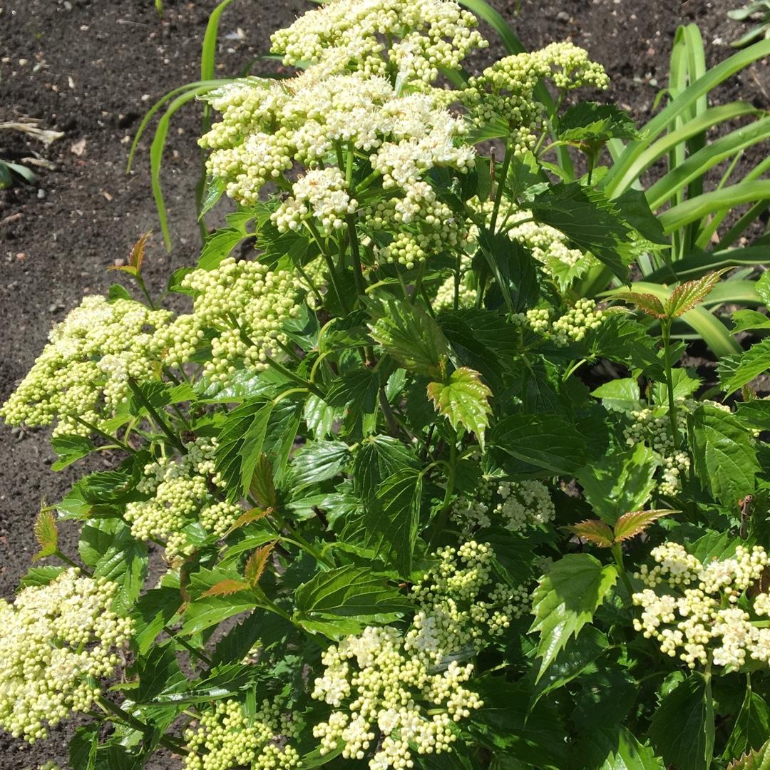 Viburnum Dentatum Blue Muffin - View 20 from www redcrocus com
