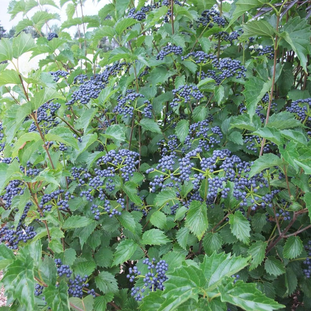 Viburnum Dentatum Blue Muffin - View 6 from www redcrocus com