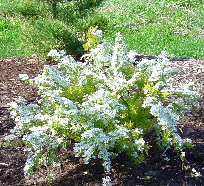 Spirea Thunbergii Ogon - View 11 from www redcrocus com