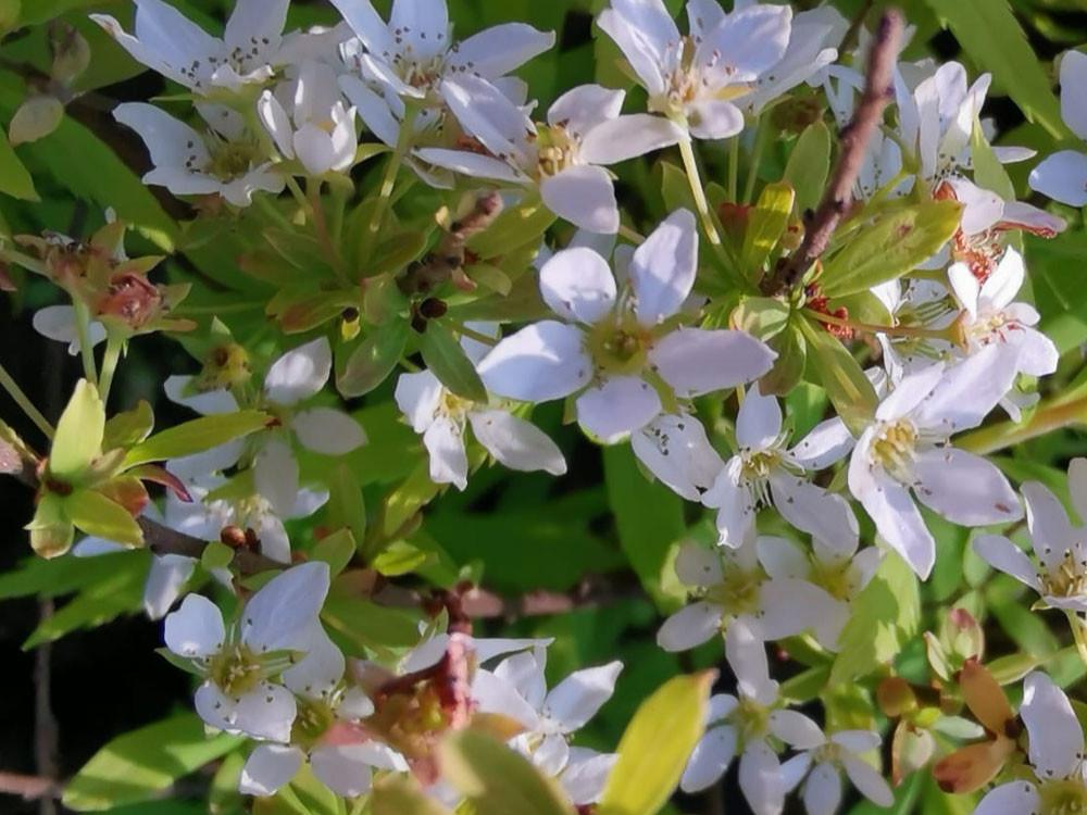 Spirea Thunbergii Ogon - View 14 from www redcrocus com