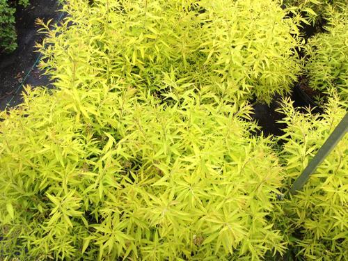 Spirea Thunbergii Ogon - View 15 from www redcrocus com