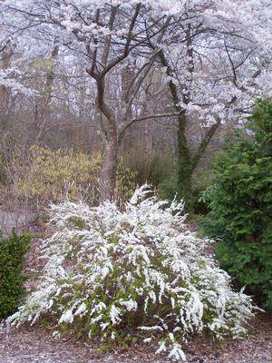 Spirea Thunbergii Ogon - View 16 from www redcrocus com