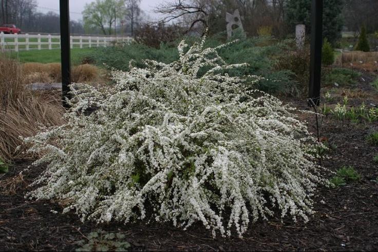 Spirea Thunbergii Ogon - View 17 from www redcrocus com