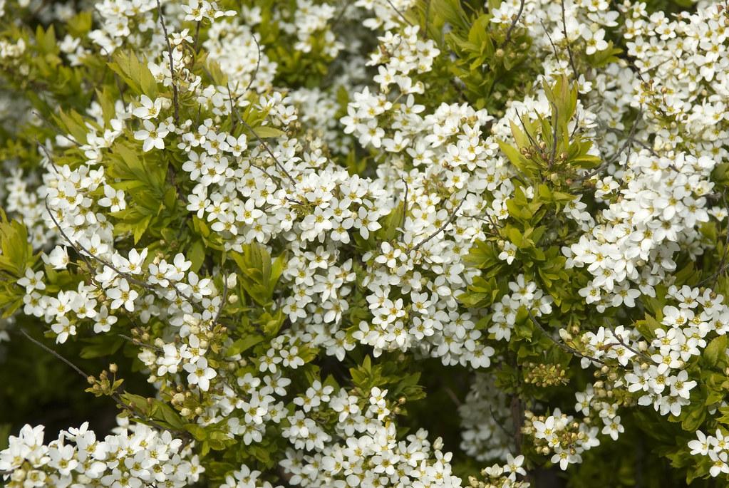 Spirea Thunbergii Ogon - View 18 from www redcrocus com