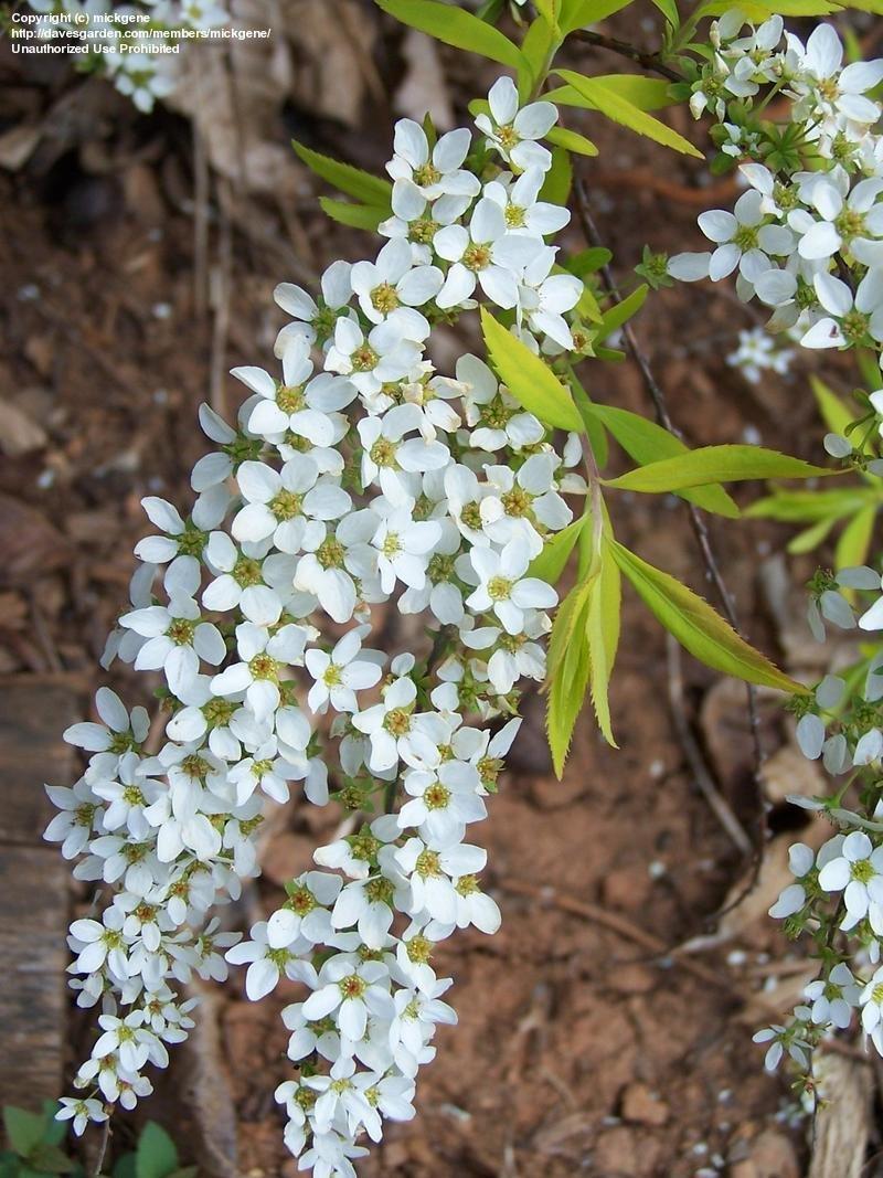 Spirea Thunbergii Ogon - View 19 from www redcrocus com