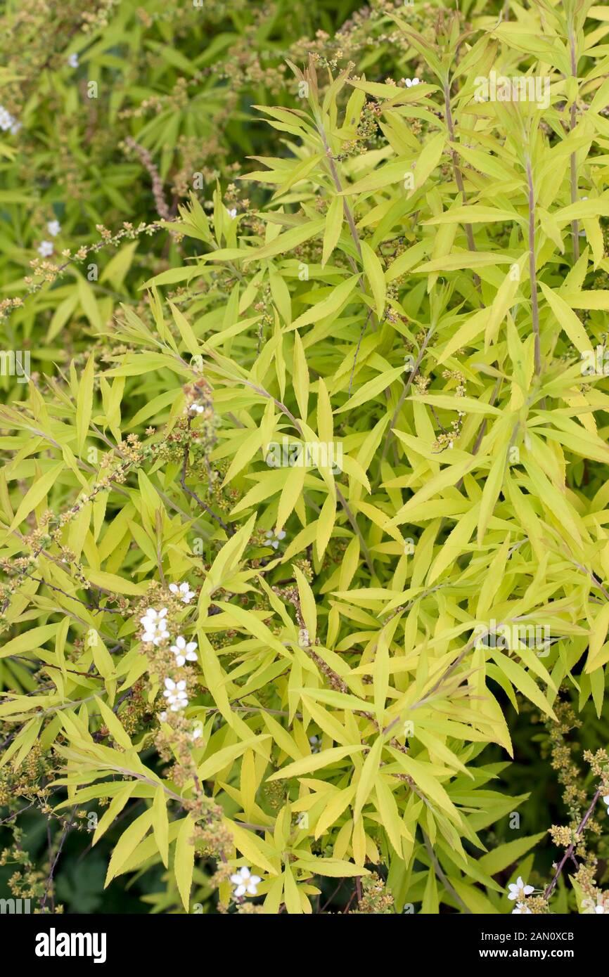 Spirea Thunbergii Ogon - View 19 from www redcrocus com