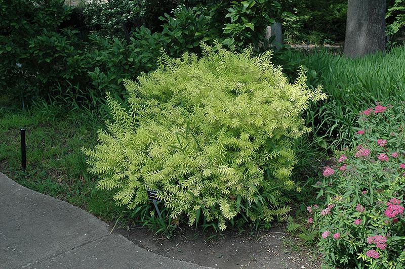 Spirea Thunbergii Ogon - View 1 from www redcrocus com