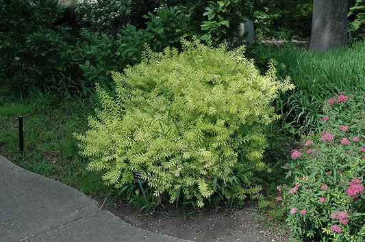 Spirea Thunbergii Ogon - View 1 from www redcrocus com