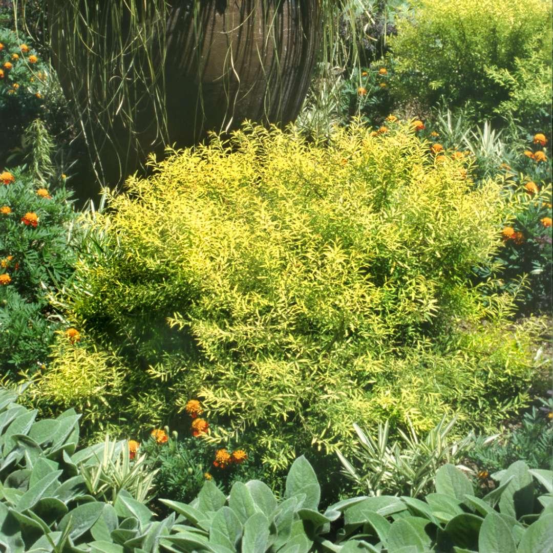 Spirea Thunbergii Ogon - View 20 from www redcrocus com