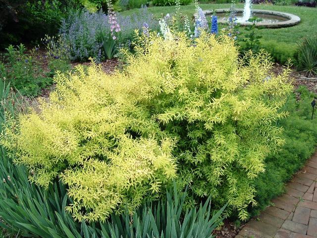 Spirea Thunbergii Ogon - View 2 from www redcrocus com