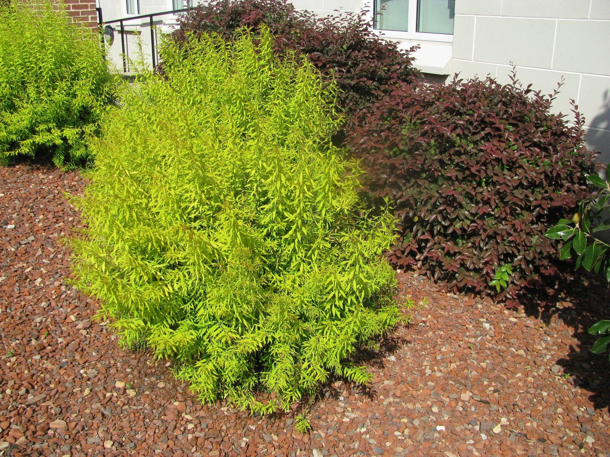 Spirea Thunbergii Ogon - View 3 from www redcrocus com