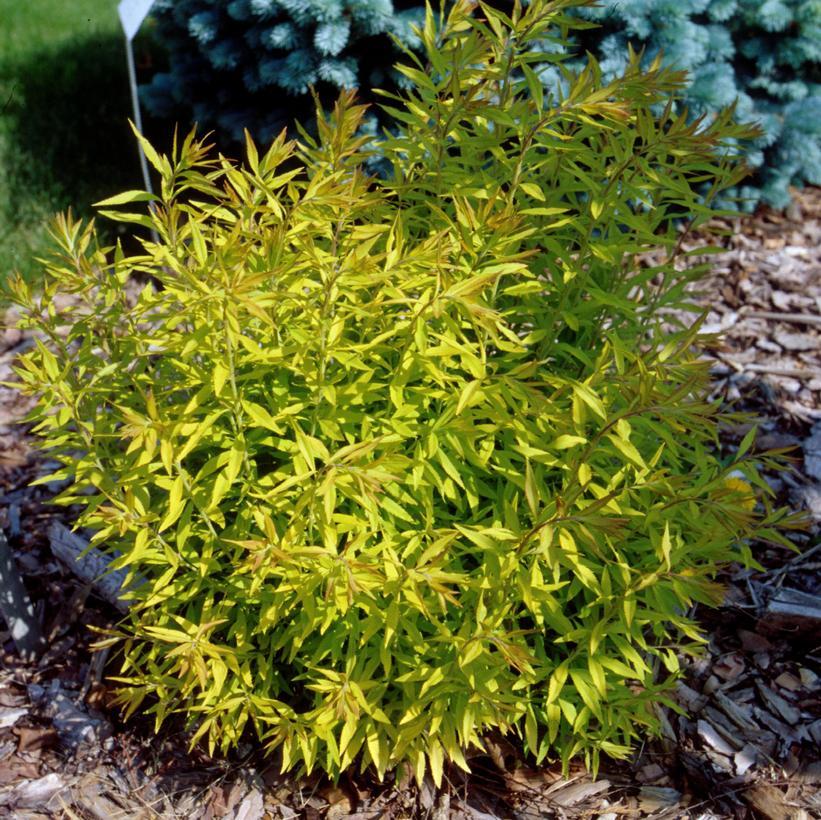 Spirea Thunbergii Ogon - View 4 from www redcrocus com