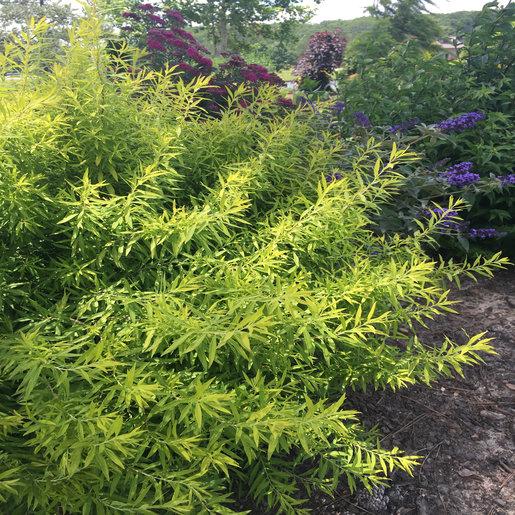 Spirea Thunbergii Ogon - View 6 from www redcrocus com
