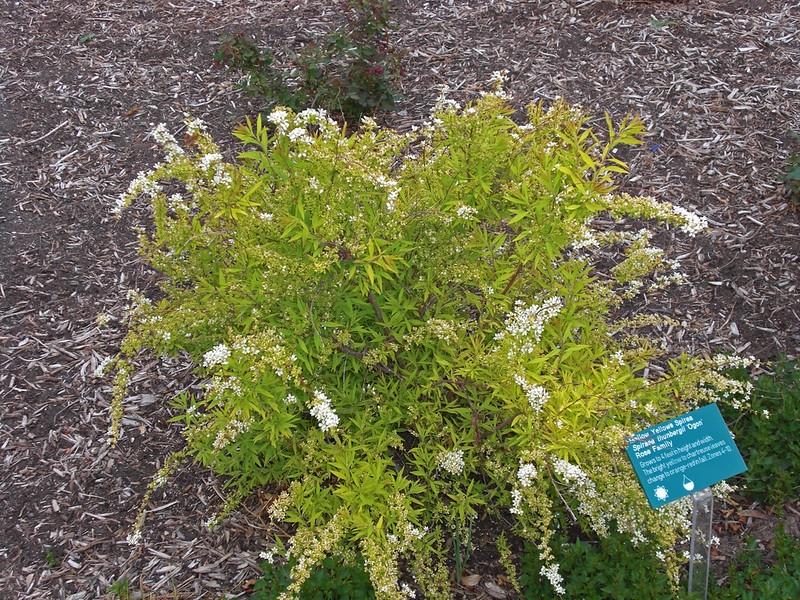Spirea Thunbergii Ogon - View 7 from www redcrocus com