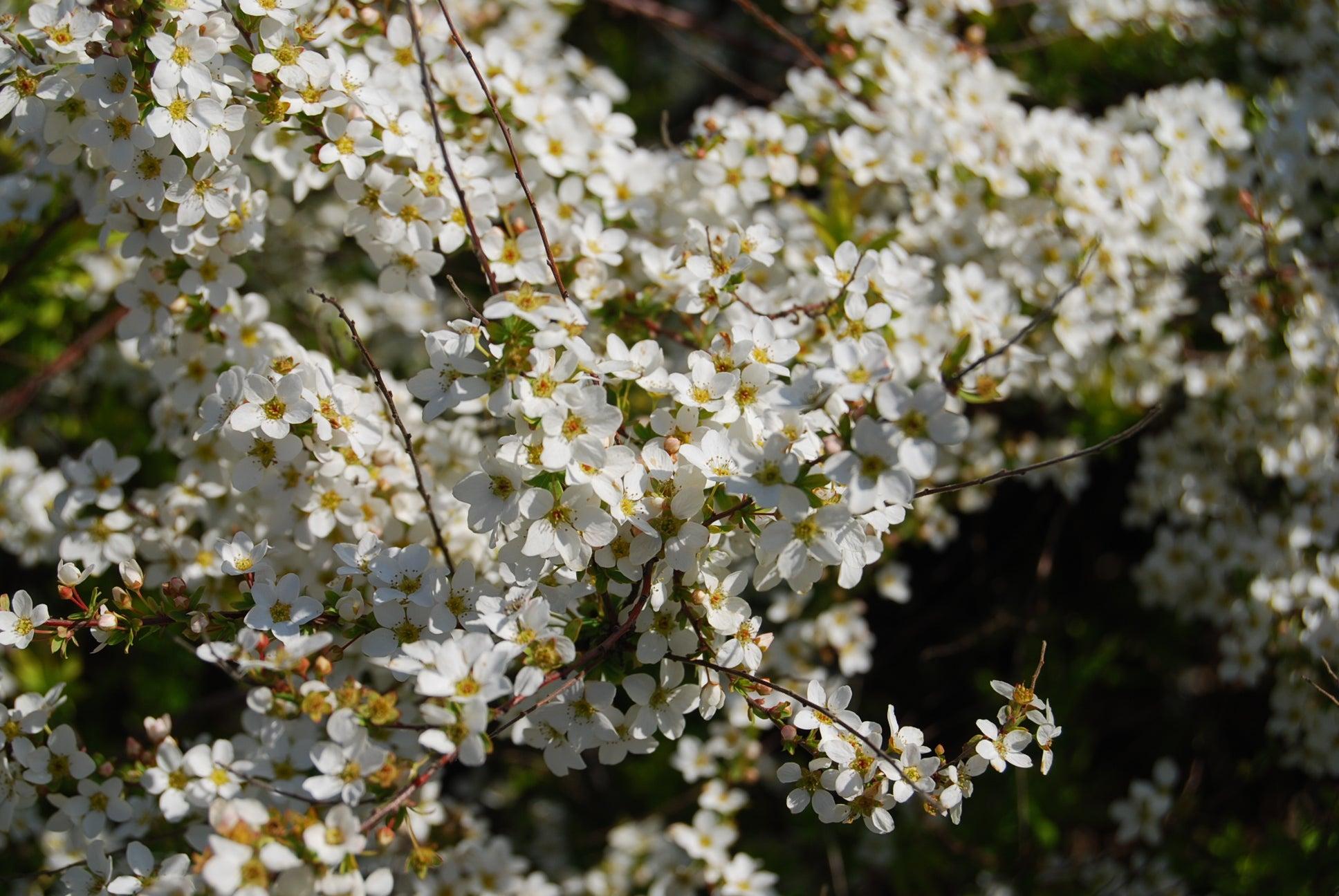 Spirea Thunbergii Ogon - View 8 from www redcrocus com
