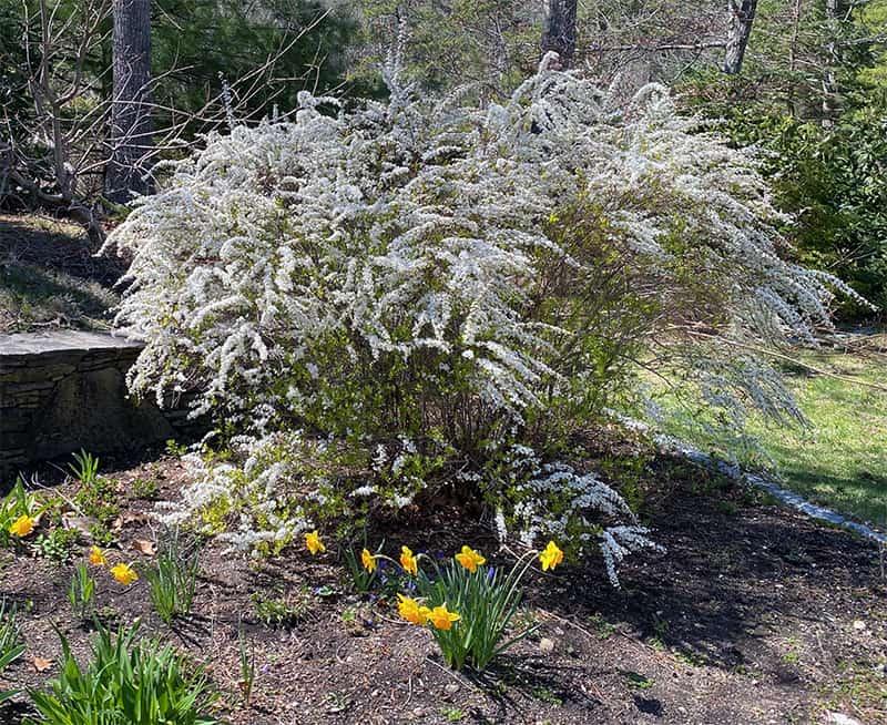 Spirea Thunbergii Ogon - View 9 from www redcrocus com