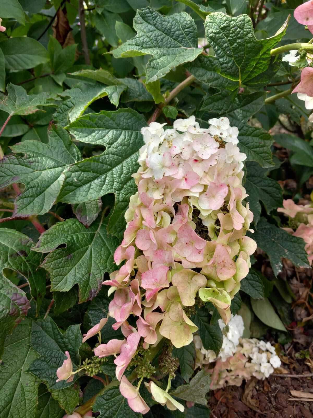Hydrangea Quercifolia Ruby Slippers - View 12 from www redcrocus com
