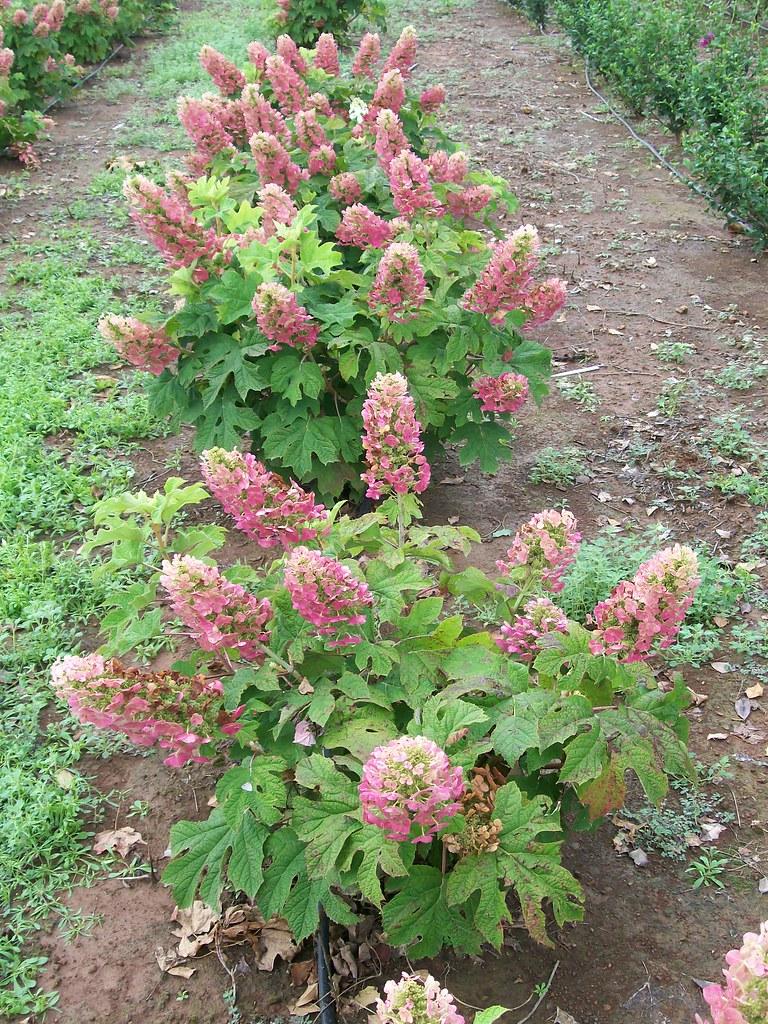 Hydrangea Quercifolia Ruby Slippers - View 16 from www redcrocus com