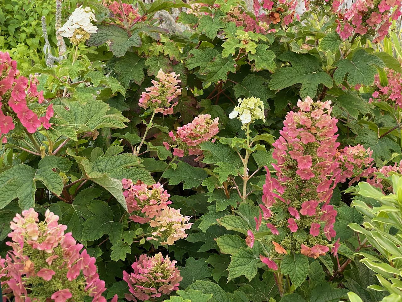 Hydrangea Quercifolia Ruby Slippers - View 17 from www redcrocus com