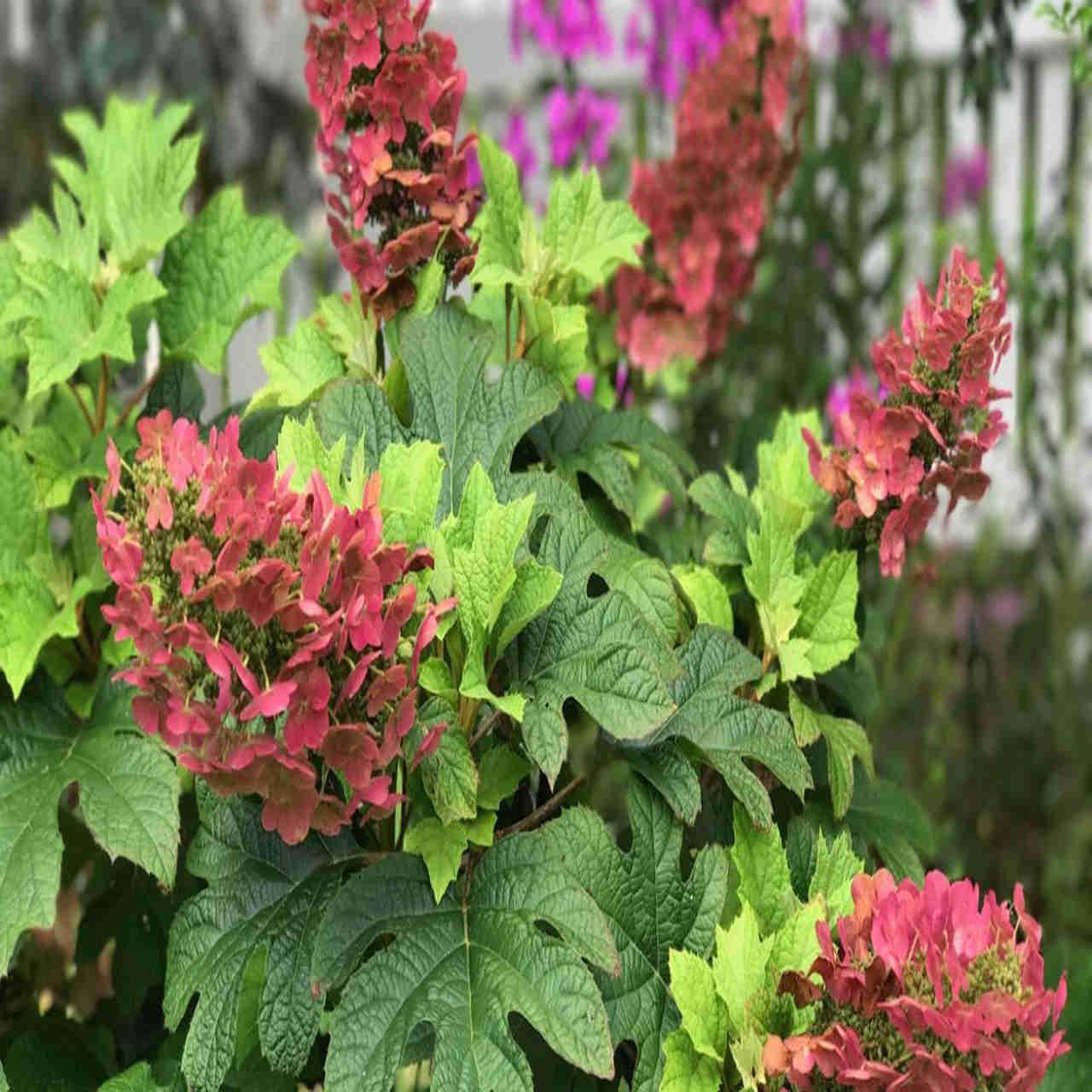 Hydrangea Quercifolia Ruby Slippers - View 18 from www redcrocus com