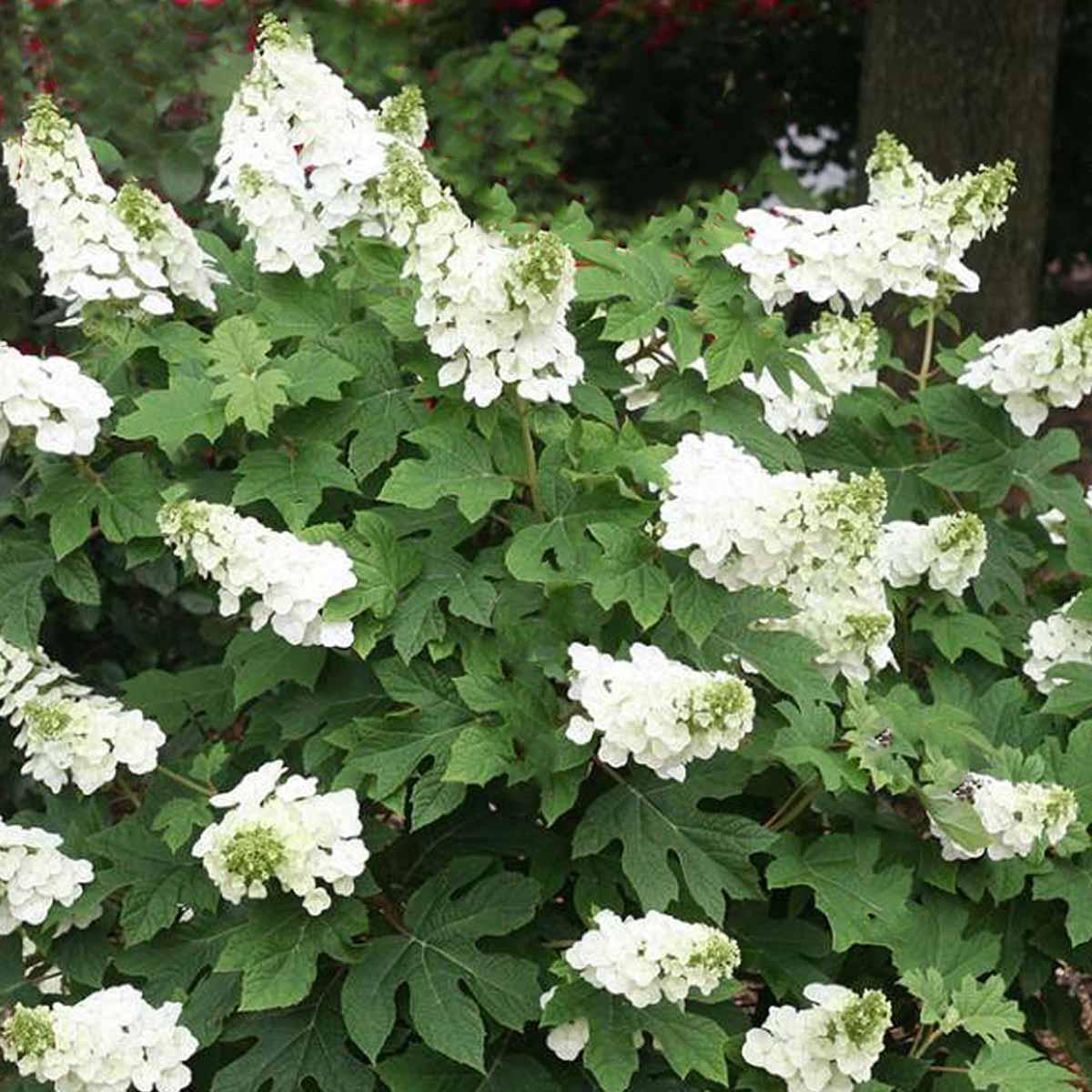 Hydrangea Quercifolia Ruby Slippers - View 5 from www redcrocus com