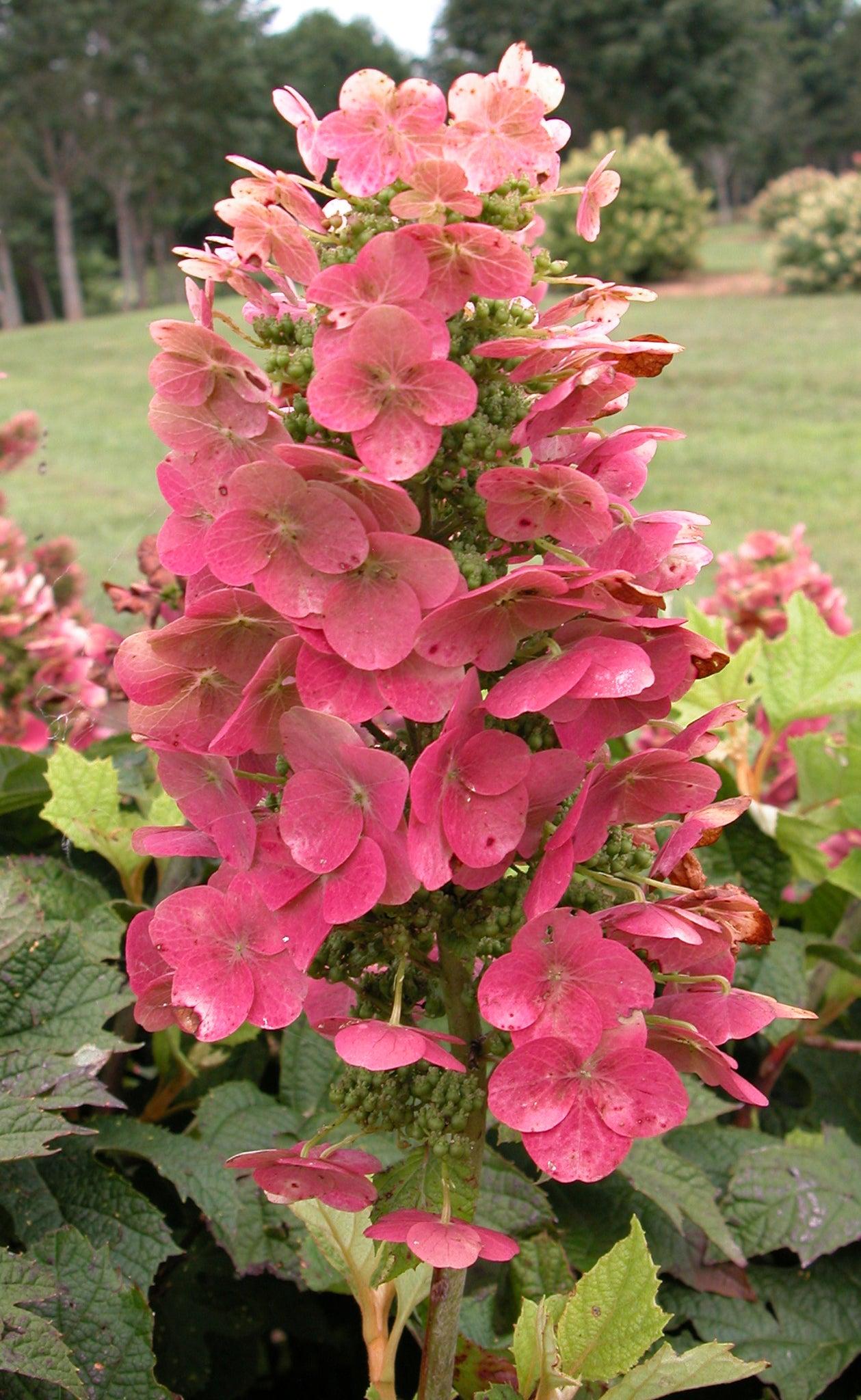 Hydrangea Quercifolia Ruby Slippers - View 6 from www redcrocus com