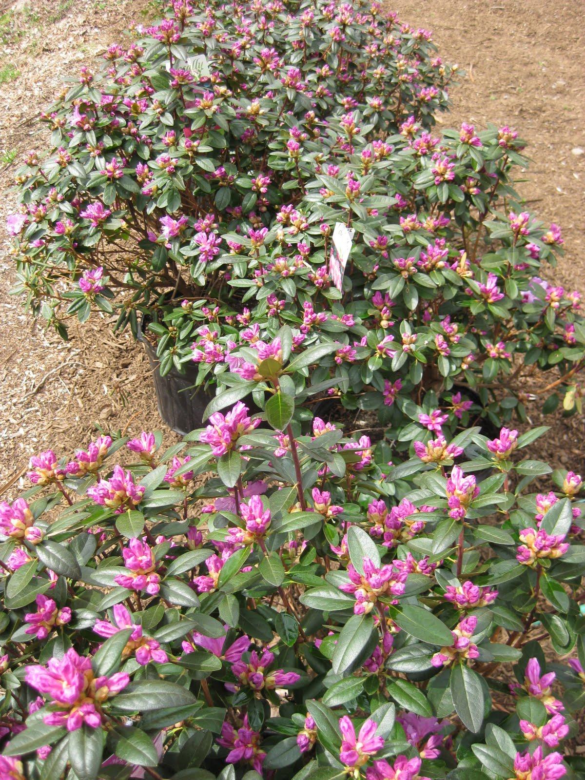 Rhododendron Pjm Elite - View 12 from www redcrocus com