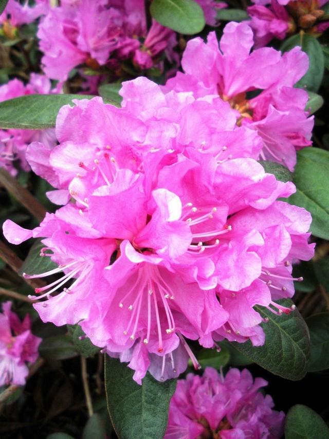 Rhododendron Pjm Elite - View 14 from www redcrocus com