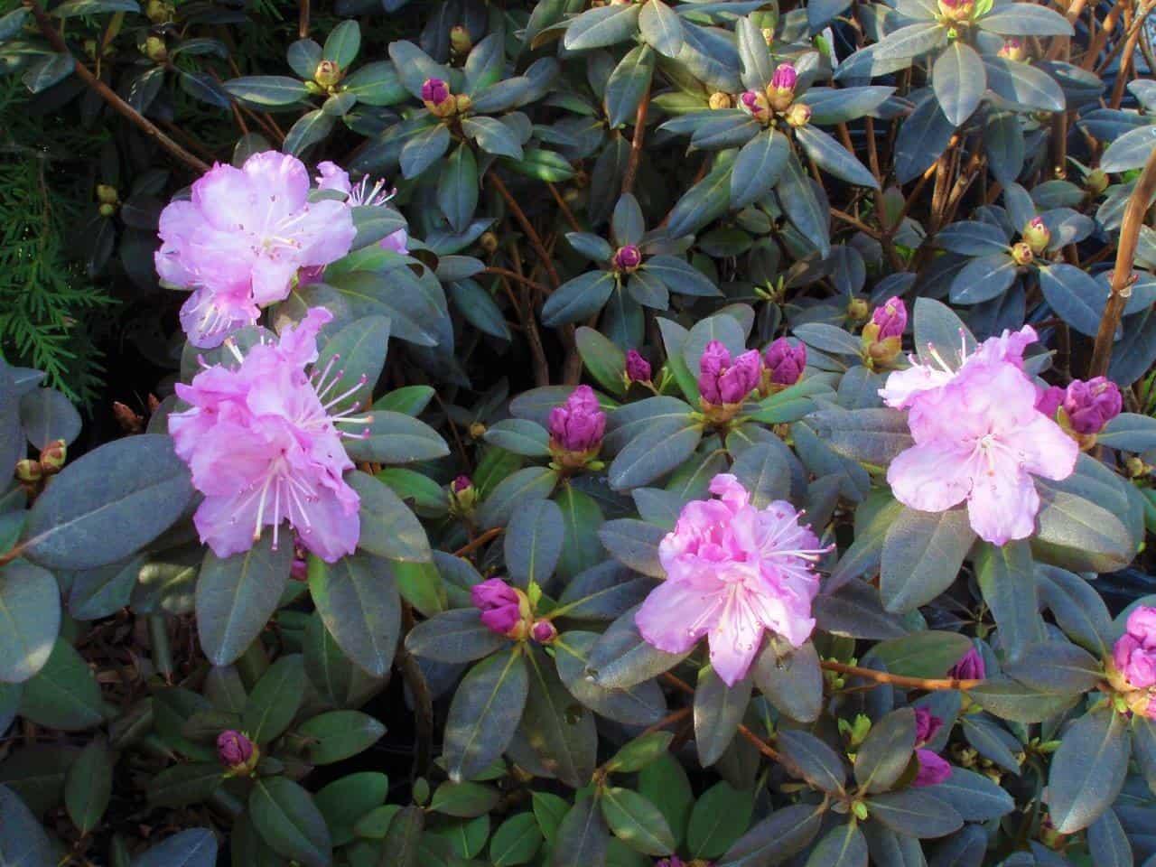 Rhododendron Pjm Elite - View 19 from www redcrocus com