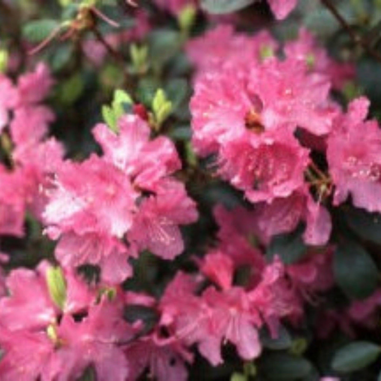 Rhododendron Pjm Elite - View 20 from www redcrocus com