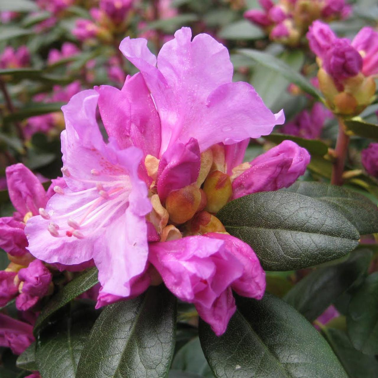 Rhododendron Pjm Elite - View 4 from www redcrocus com