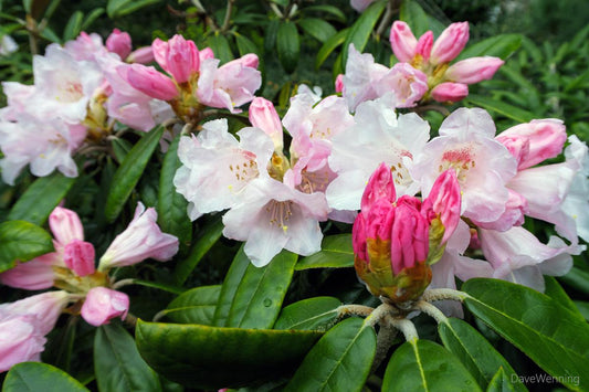 Rhododendron Yakushimanum Crete - View 10 from www redcrocus com