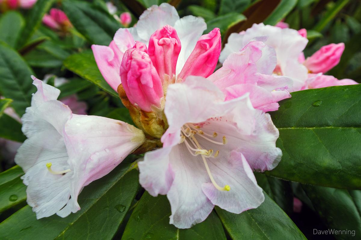 Rhododendron Yakushimanum Crete - View 11 from www redcrocus com