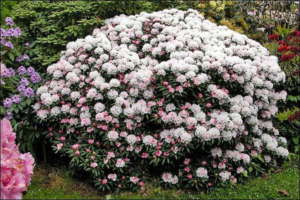 Rhododendron Yakushimanum Crete - View 18 from www redcrocus com