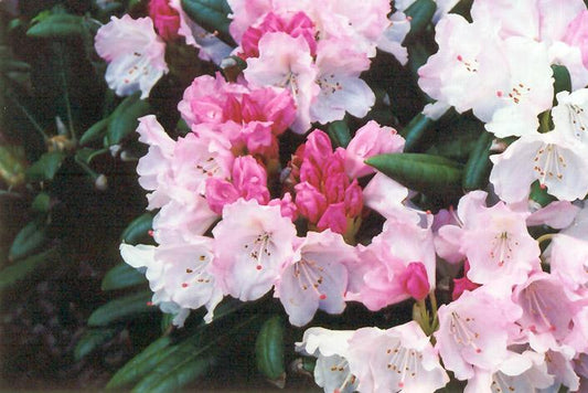 Rhododendron Yakushimanum Crete - View 1 from www redcrocus com