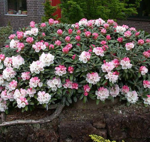 Rhododendron Yakushimanum Crete - View 2 from www redcrocus com