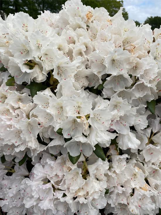 Rhododendron Yakushimanum Crete - View 5 from www redcrocus com