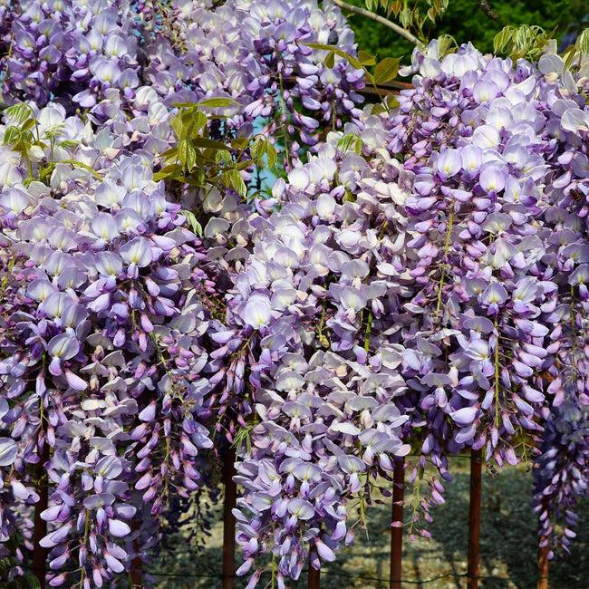 Wisteria Frutescens Amethyst Falls - View 15 from www redcrocus com