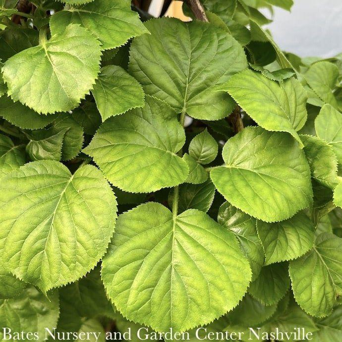 Hydrangea Petiolaris Espalier - View 2 from www redcrocus com