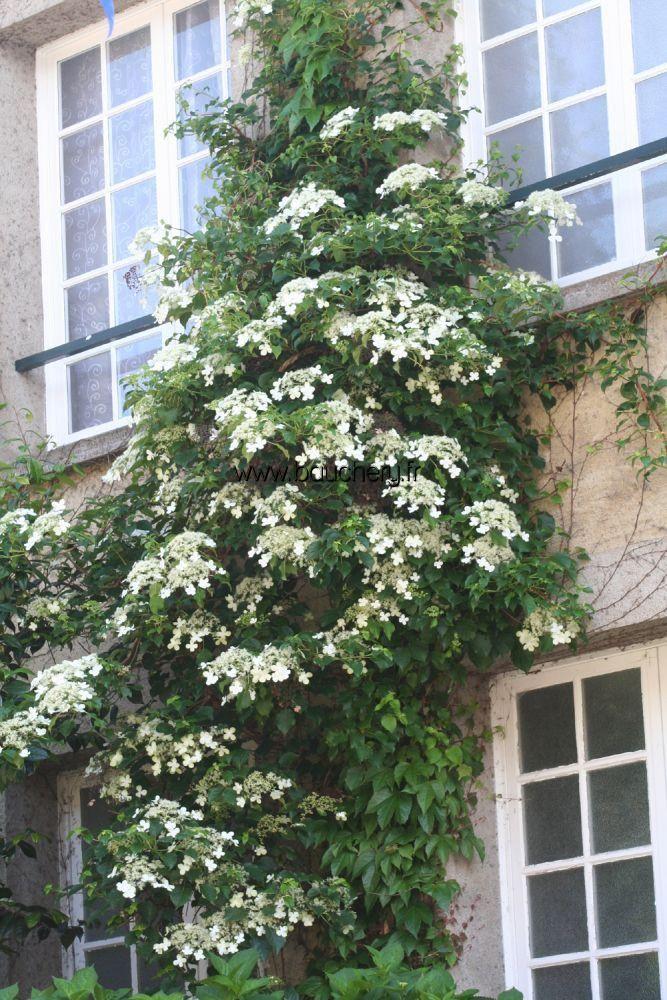 Hydrangea Petiolaris Espalier - View 3 from www redcrocus com
