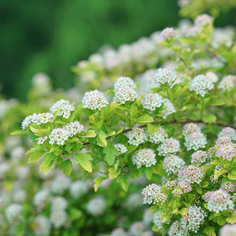 Physocarpus Opulifolius Tiny Wine - View 10 from www redcrocus com