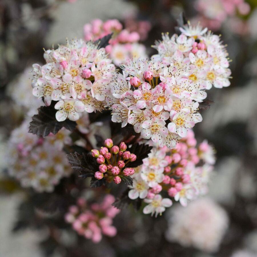 Physocarpus Opulifolius Tiny Wine - View 13 from www redcrocus com