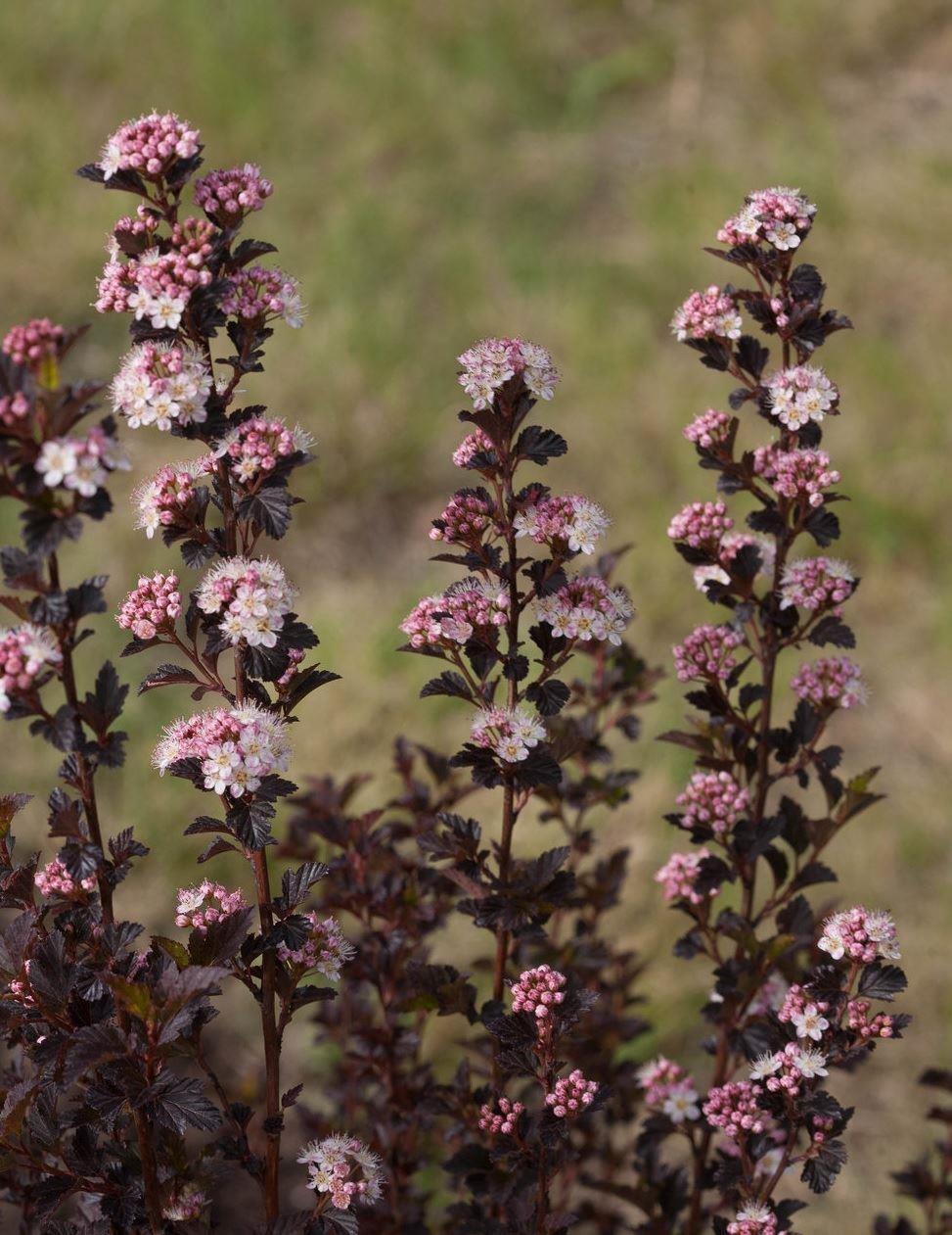 Physocarpus Opulifolius Tiny Wine - View 14 from www redcrocus com
