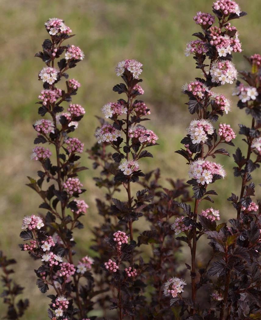 Physocarpus Opulifolius Tiny Wine - View 17 from www redcrocus com