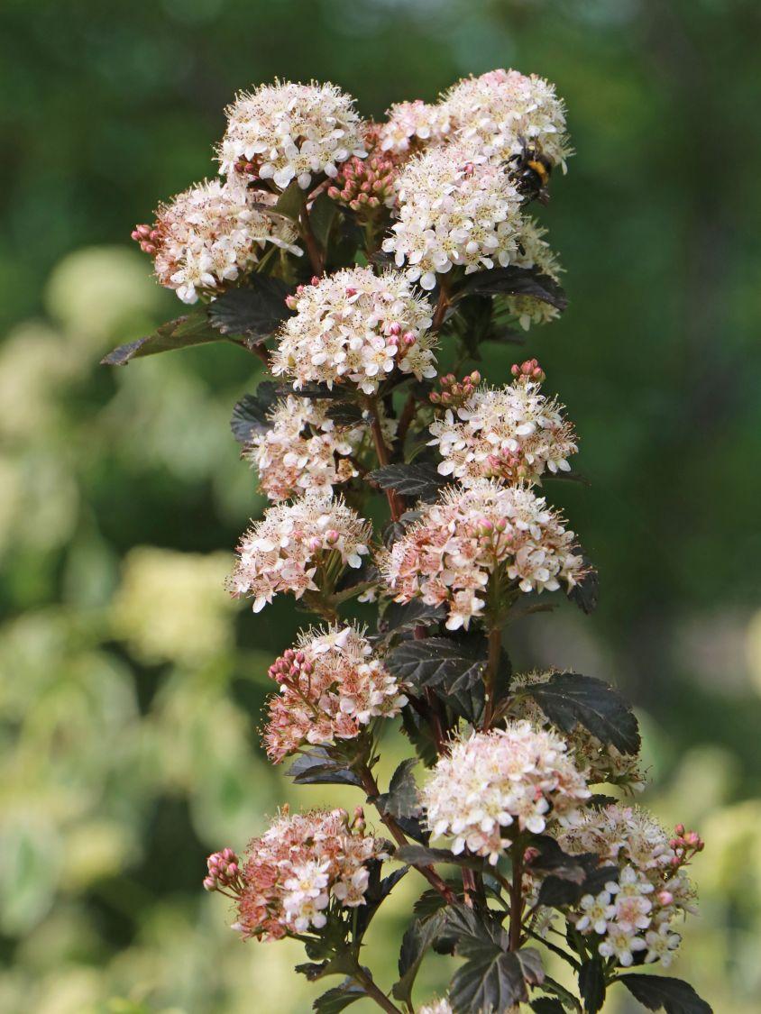 Physocarpus Opulifolius Tiny Wine - View 20 from www redcrocus com