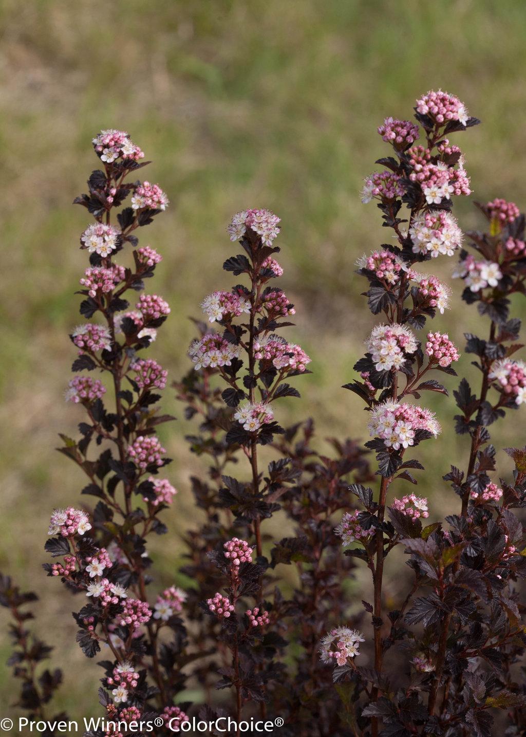 Physocarpus Opulifolius Tiny Wine - View 3 from www redcrocus com