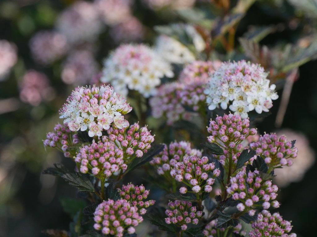 Physocarpus Opulifolius Tiny Wine - View 4 from www redcrocus com